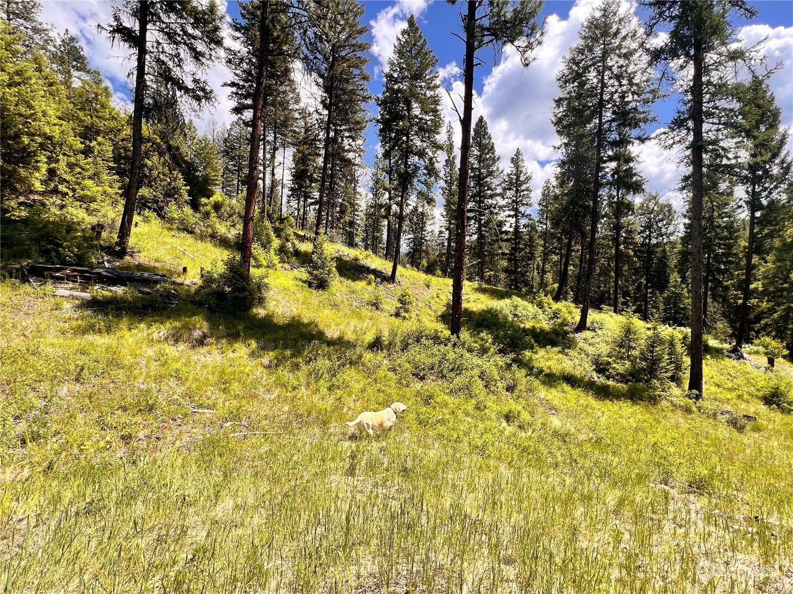 -tbd Old Kettle Falls Road Republic, WA 99166 - Photo 3 of 26 Gallery Image 3