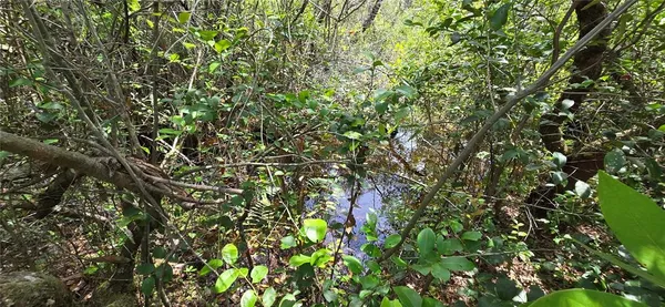 a view of a yard with a tree
