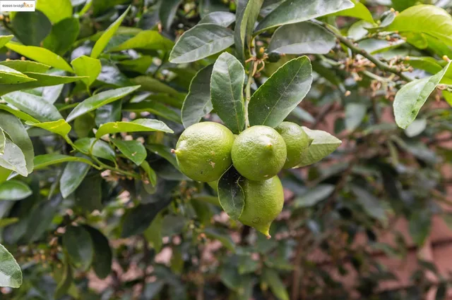 $799,000 | 621 Fallon Street, Oakland, CA 94607