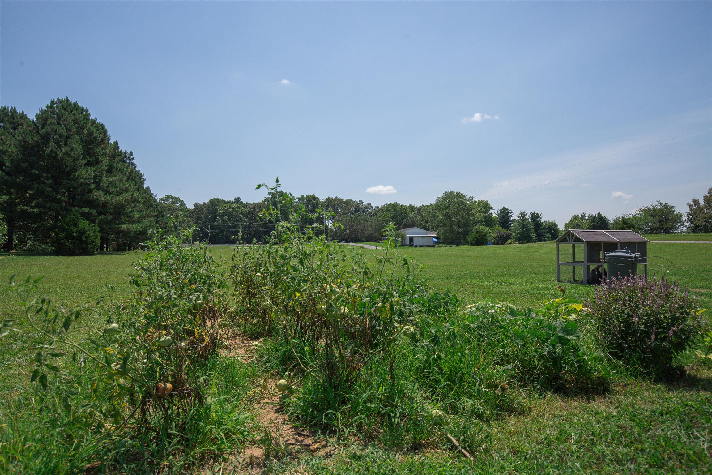 1045 North Corinth Road Portland, TN 37148 - Photo 24 of 29 a view of a big yard with potted plants and a large tree