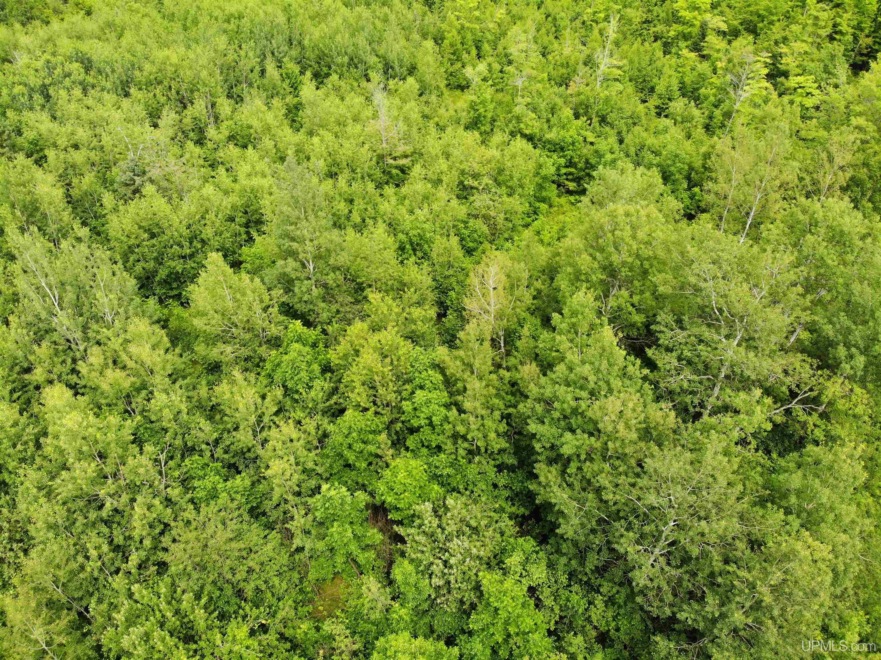 Tbd40 Karschney Road South Lanse, MI 49946 - Photo 8 of 18 Gallery Image 8