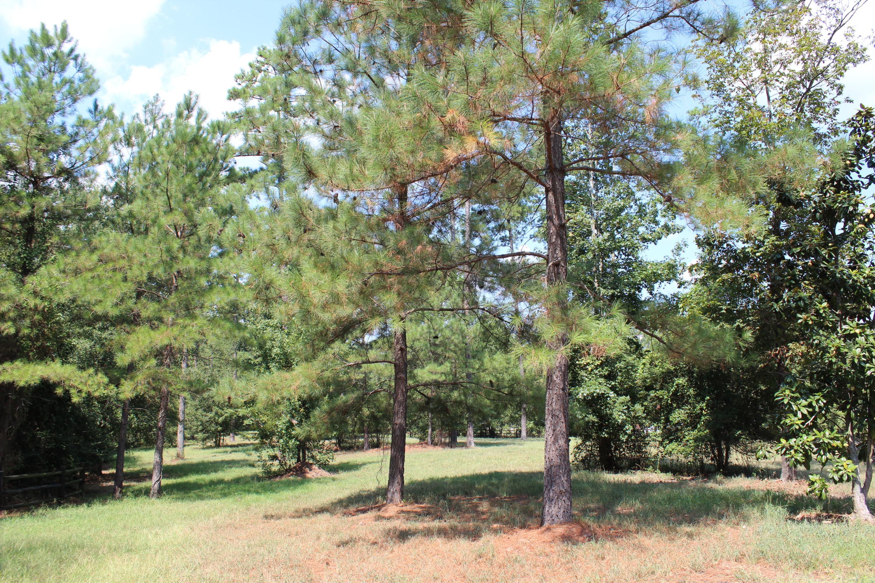 264 Causey Road Vass, NC 28394 - Photo 43 of 48 3 Acre Paddock 2