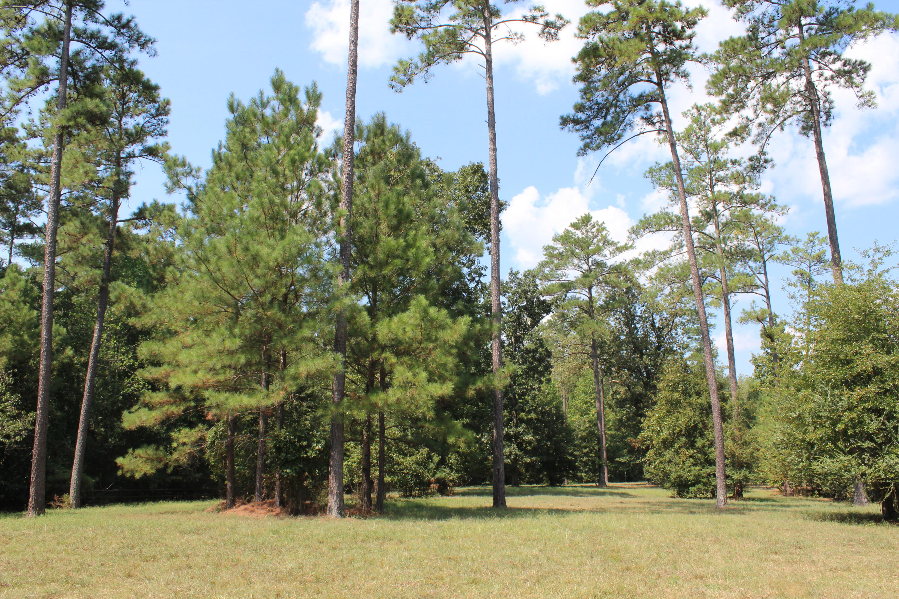 264 Causey Road Vass, NC 28394 - Photo 44 of 48 Paddock 2