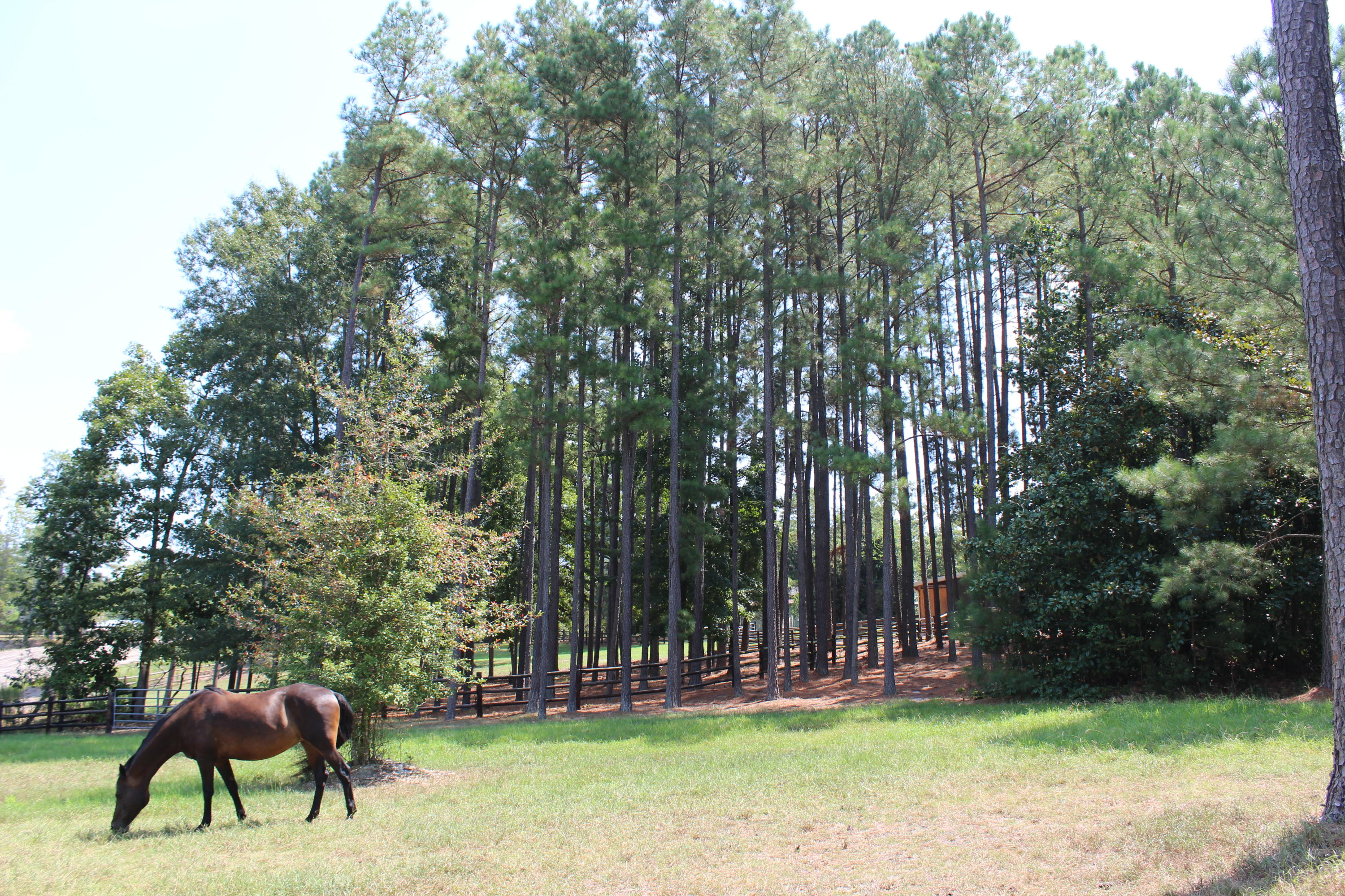 264 Causey Road Vass, NC 28394 - Photo 46 of 48 Paddock 2