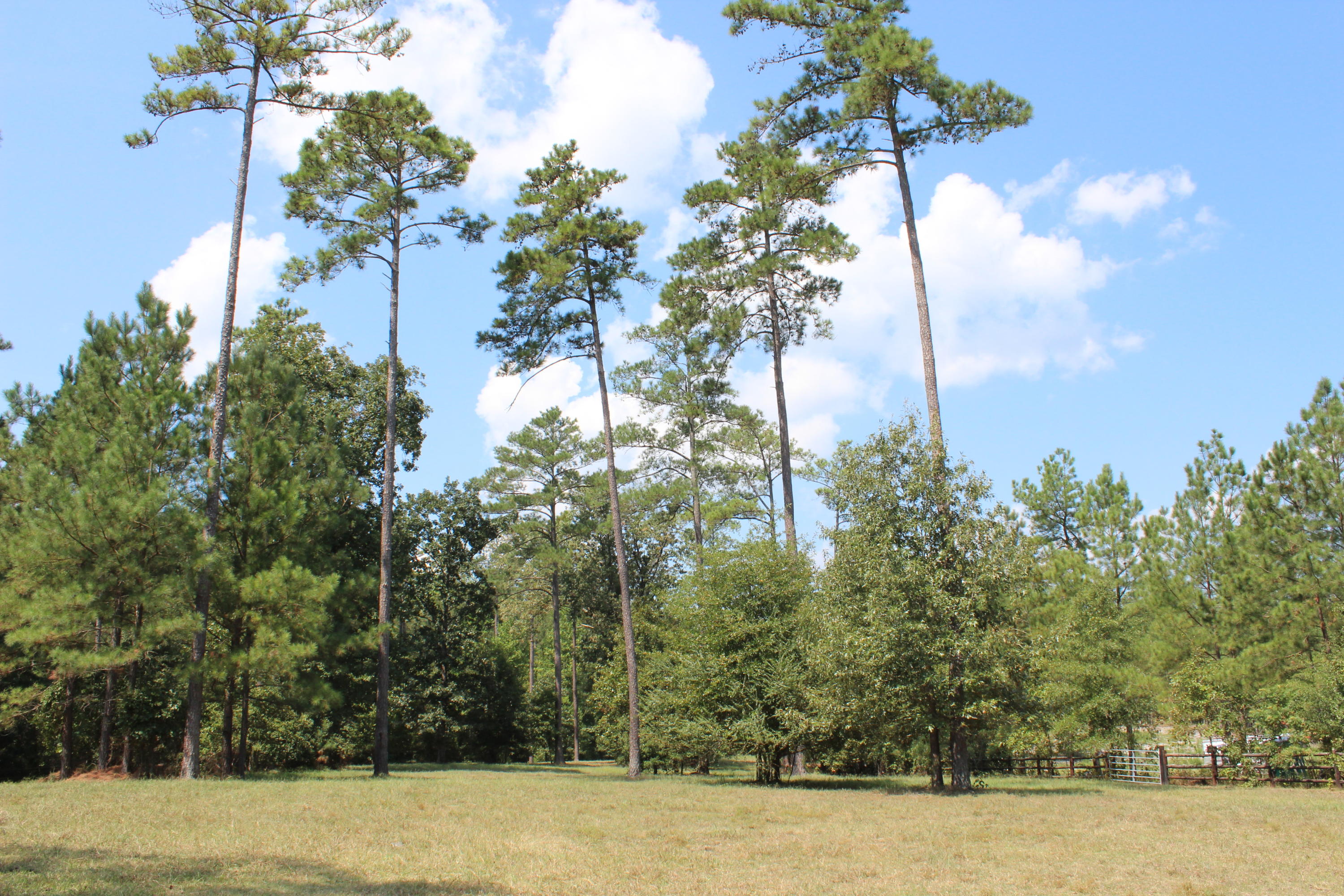 264 Causey Road Vass, NC 28394 - Photo 5 of 48 3 Acre Paddock 2