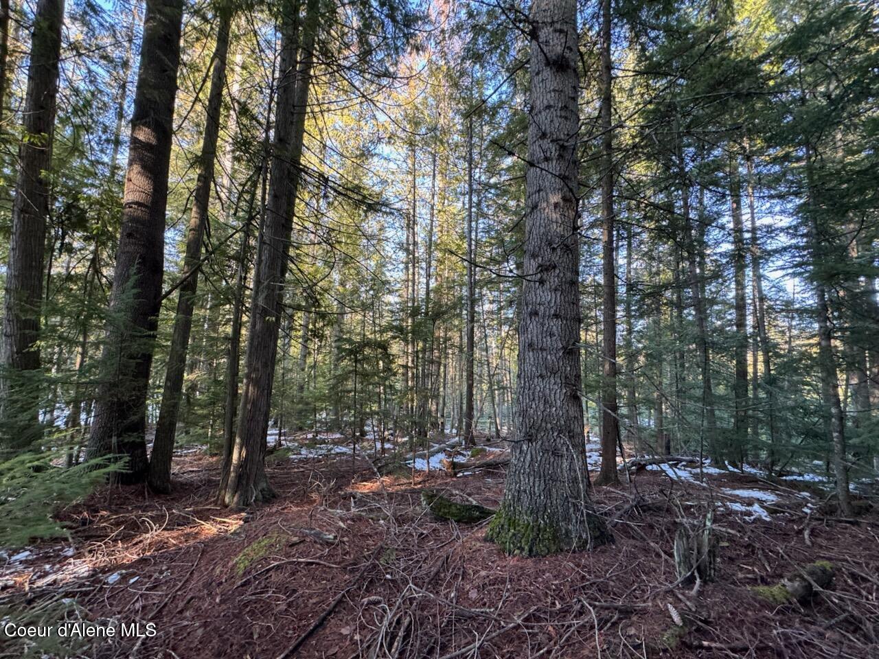 9775 Bottle Bay Road Sagle, ID 83860 - Photo 6 of 26 Mature trees
