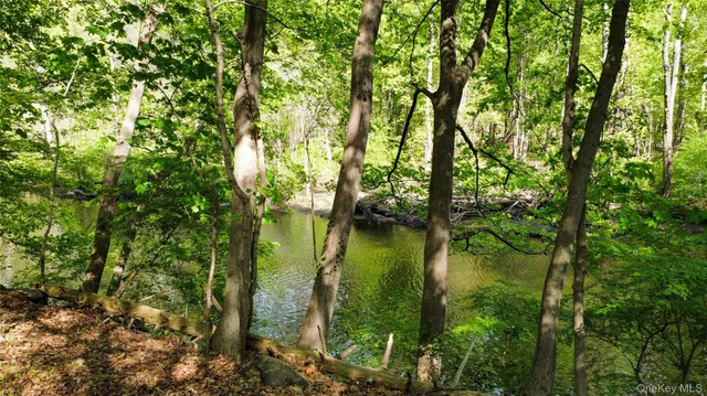 a view of a lush green forest