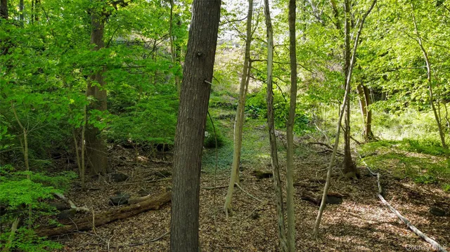 a view of a yard with plants and tree