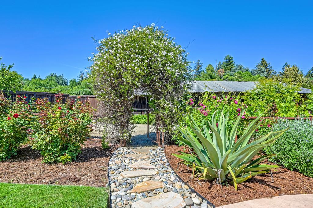 38318 Larue Way Davis, CA 95616 - Photo 76 of 92 a view of a garden with plants