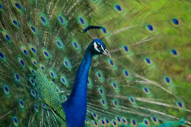 $1,249,000 | 902 West Live Oak Street, Austin, TX 78704