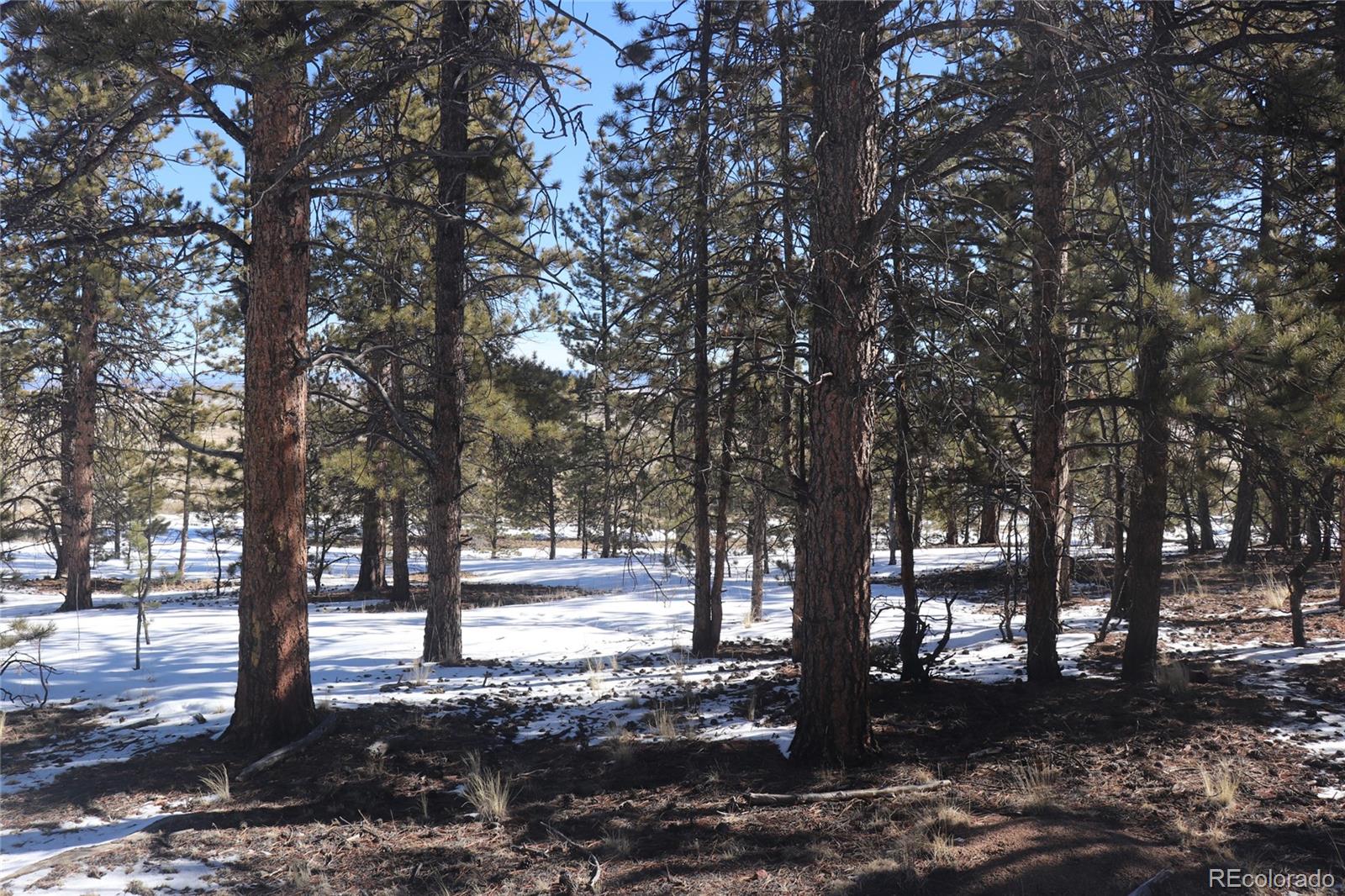 2415 Wagon Wheel Road Hartsel, CO 80449 - Photo 3 of 14 Gallery Image 3
