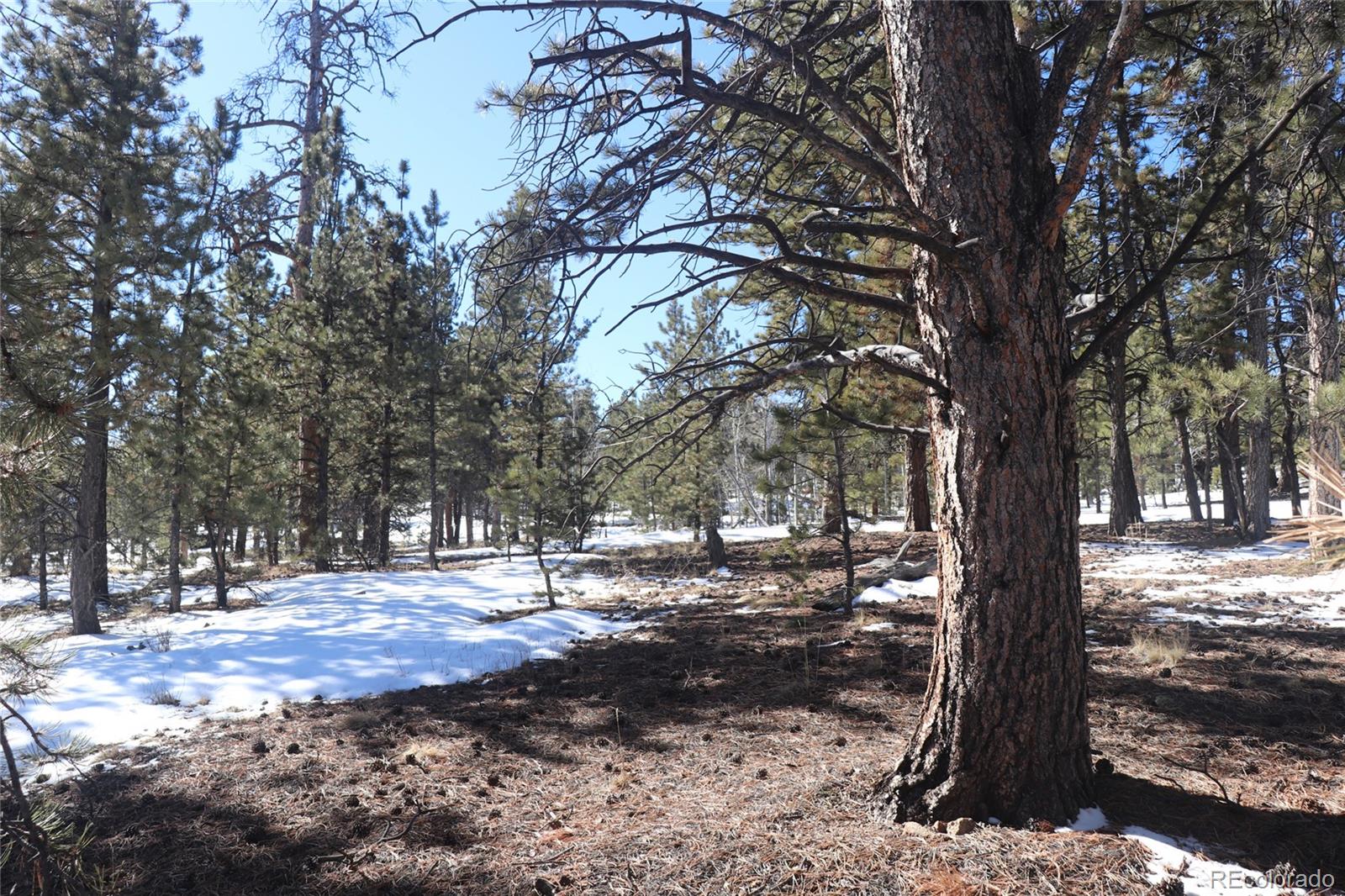 2415 Wagon Wheel Road Hartsel, CO 80449 - Photo 7 of 14 Gallery Image 7