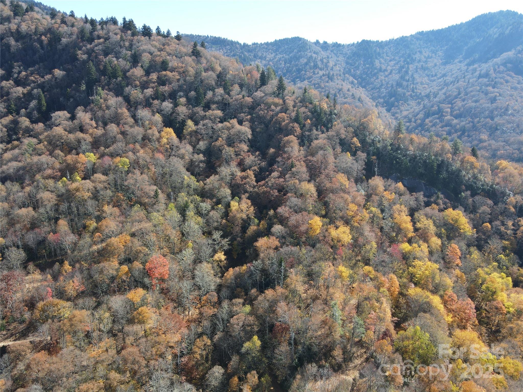 3689 Plott Balsam Road Maggie Valley, NC 28751 - Photo 23 of 33 a view of a large tree