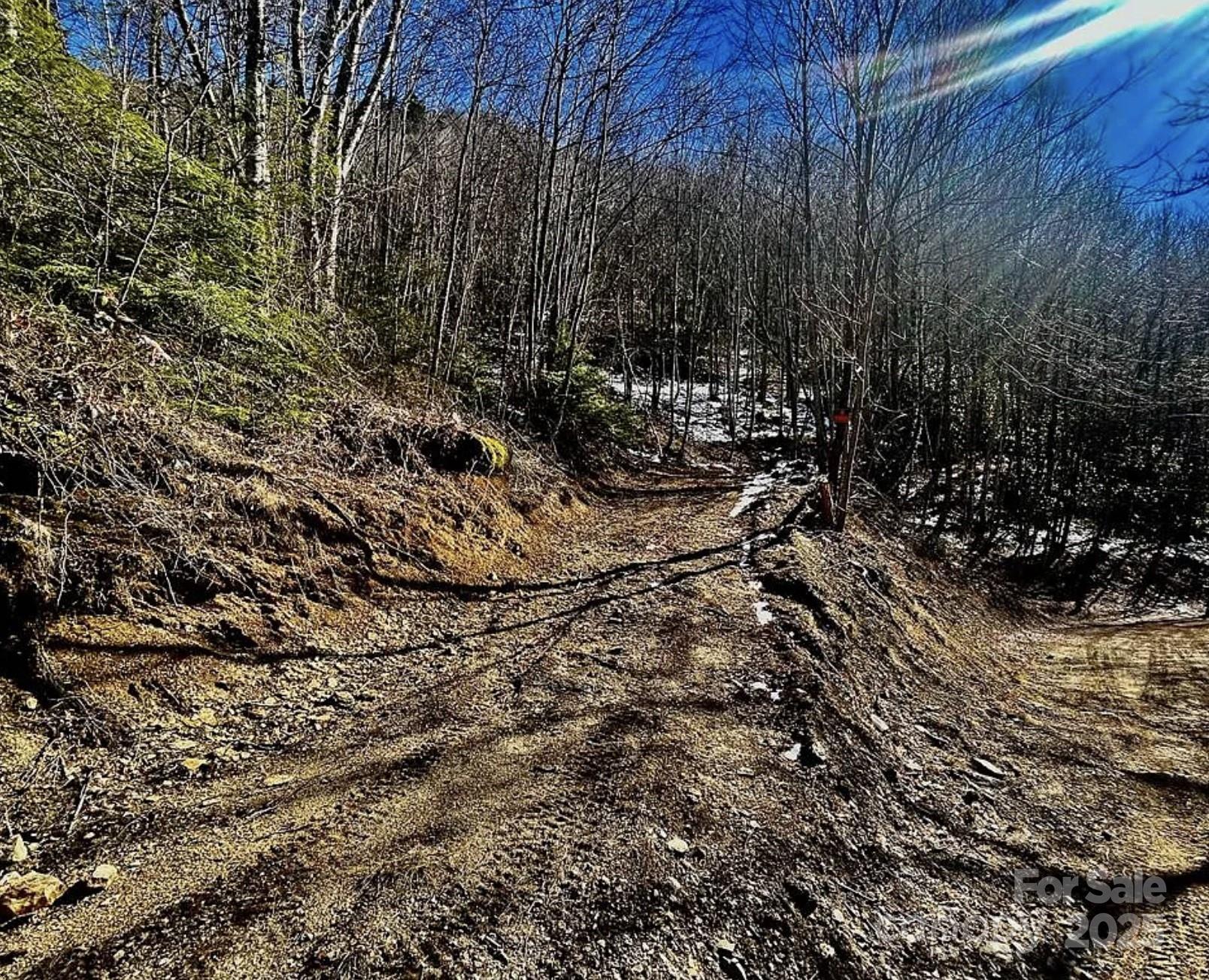 3689 Plott Balsam Road Maggie Valley, NC 28751 - Photo 4 of 33 a view of a forest with a tree