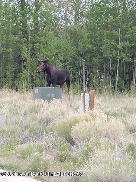Tbd Tbd Drive Pinedale, WY 82941 - Photo 3 of 4 Moose