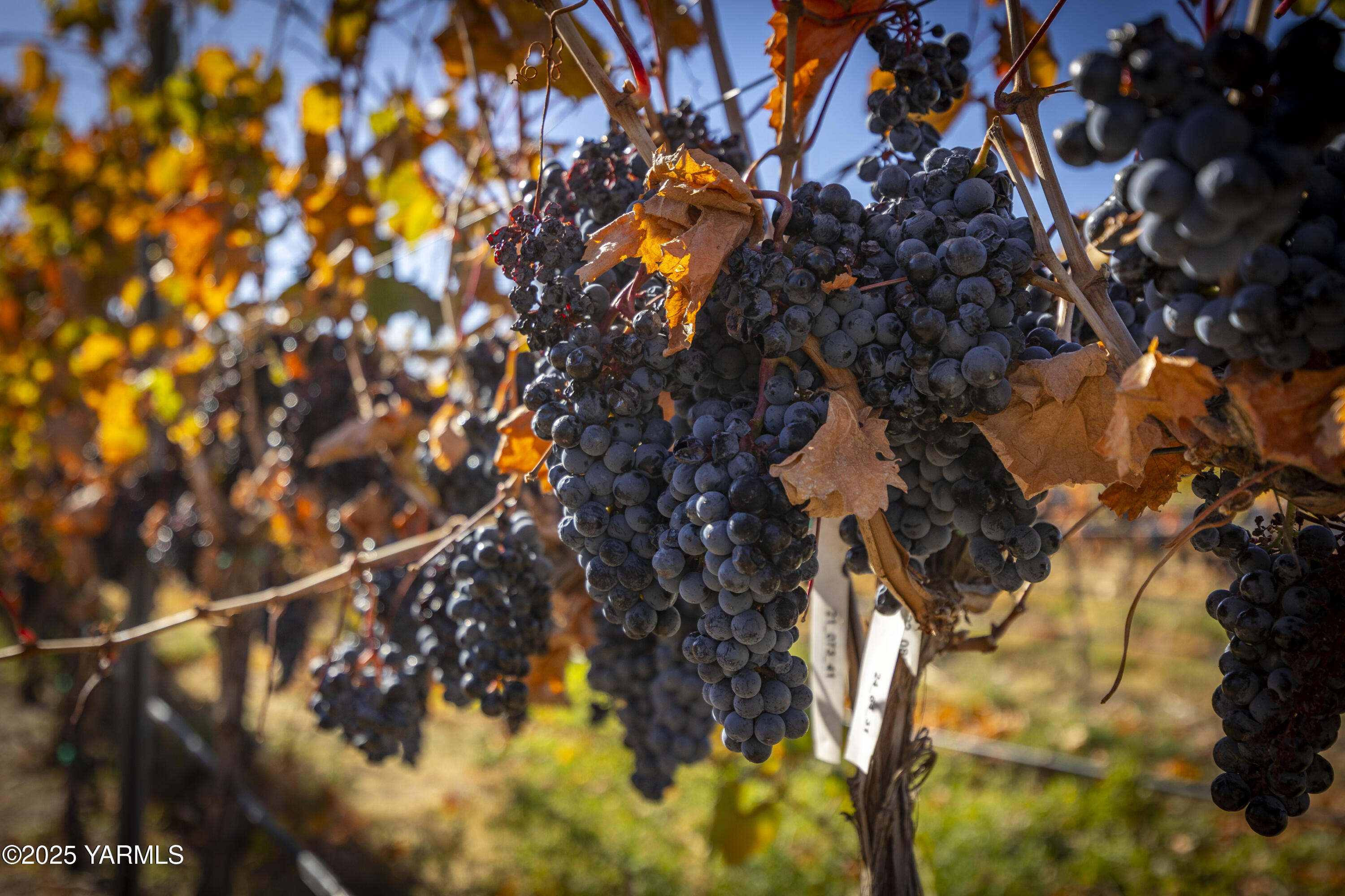 22207 West Gerrick Road Benton City, WA 99320 - Photo 53 of 60 a picture of tree