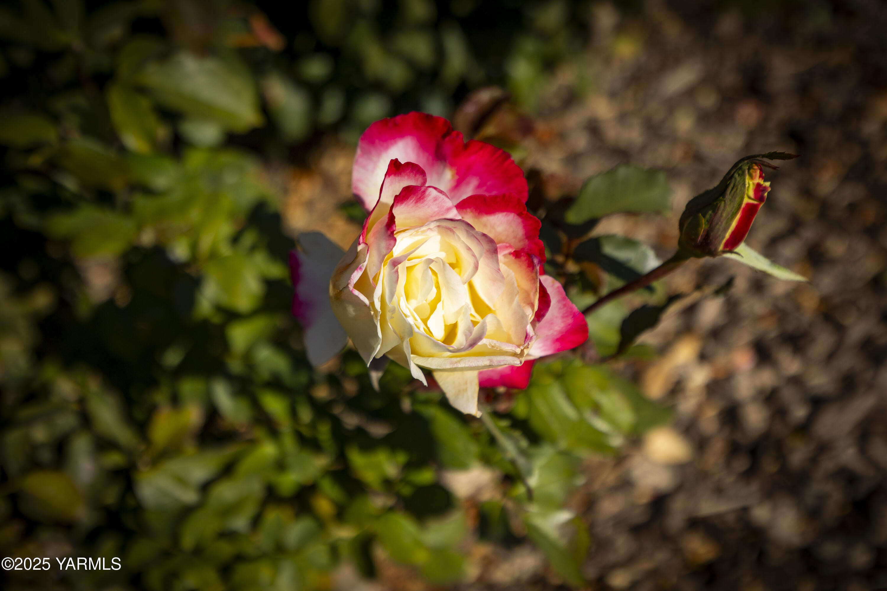 22207 West Gerrick Road Benton City, WA 99320 - Photo 56 of 60 a view of a tree with a tree