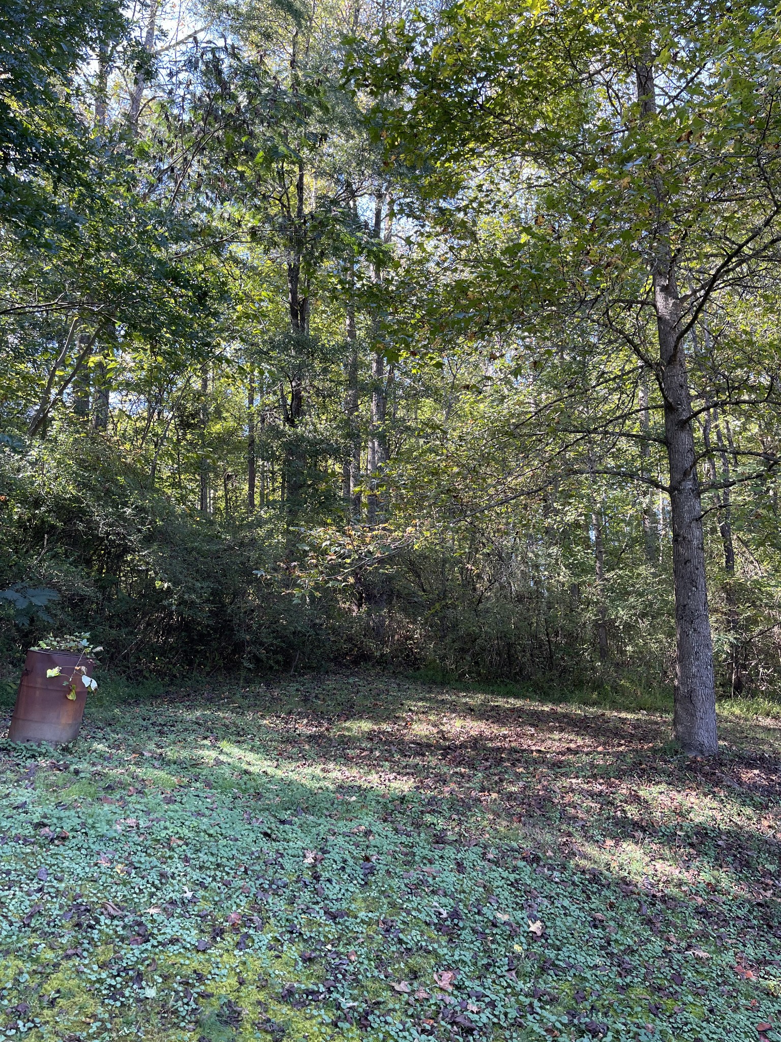 3221 Normandy Road Normandy, TN 37360 - Photo 11 of 36 a view of a yard with plants and large trees