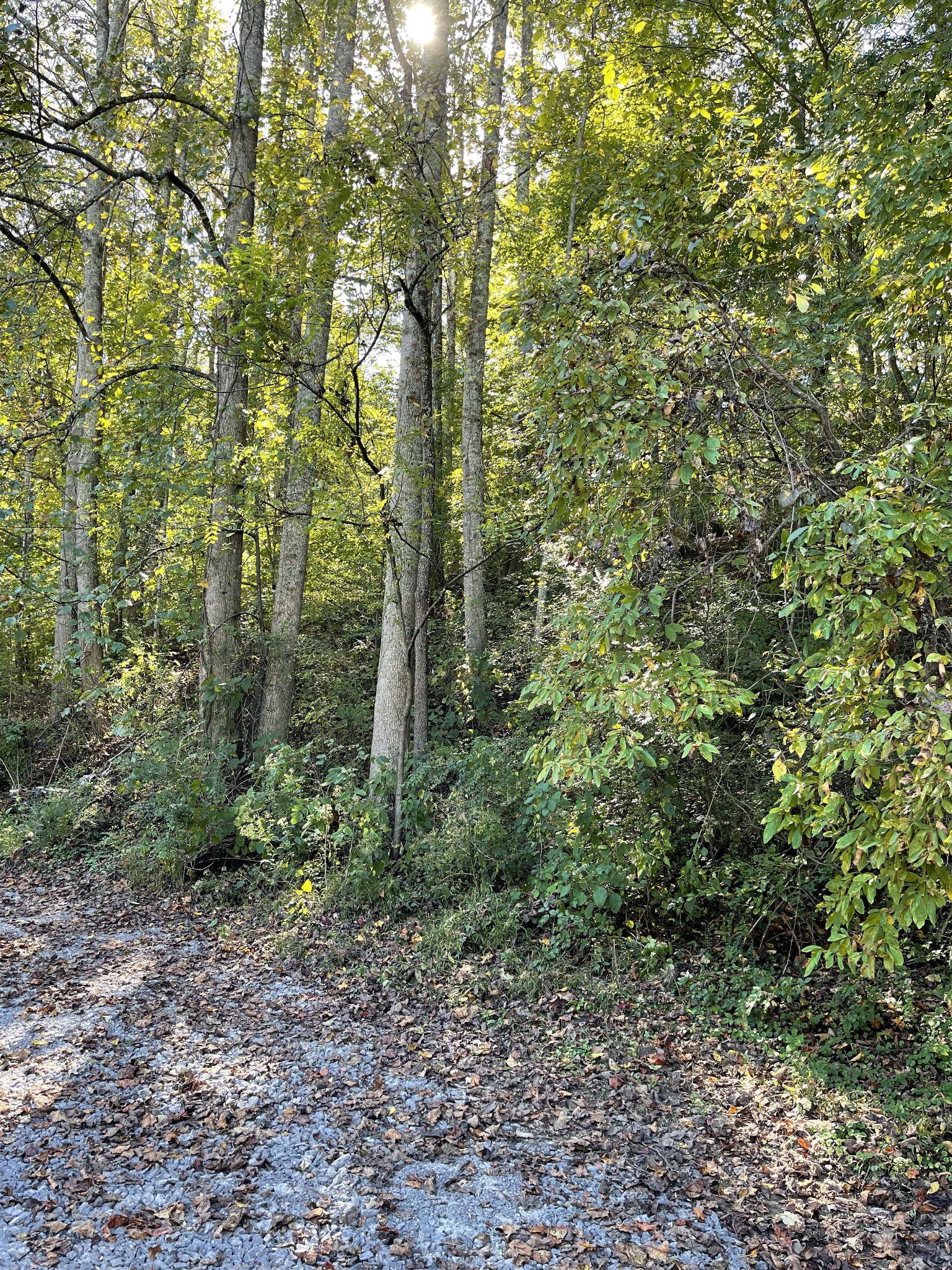 3221 Normandy Road Normandy, TN 37360 - Photo 13 of 36 a view of a forest with trees in the background
