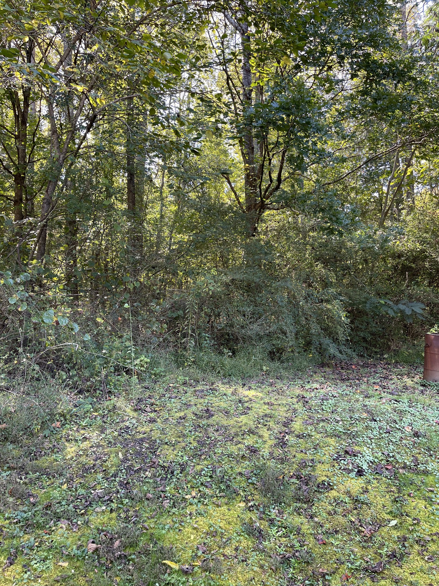 3221 Normandy Road Normandy, TN 37360 - Photo 10 of 36 a view of a yard with a tree
