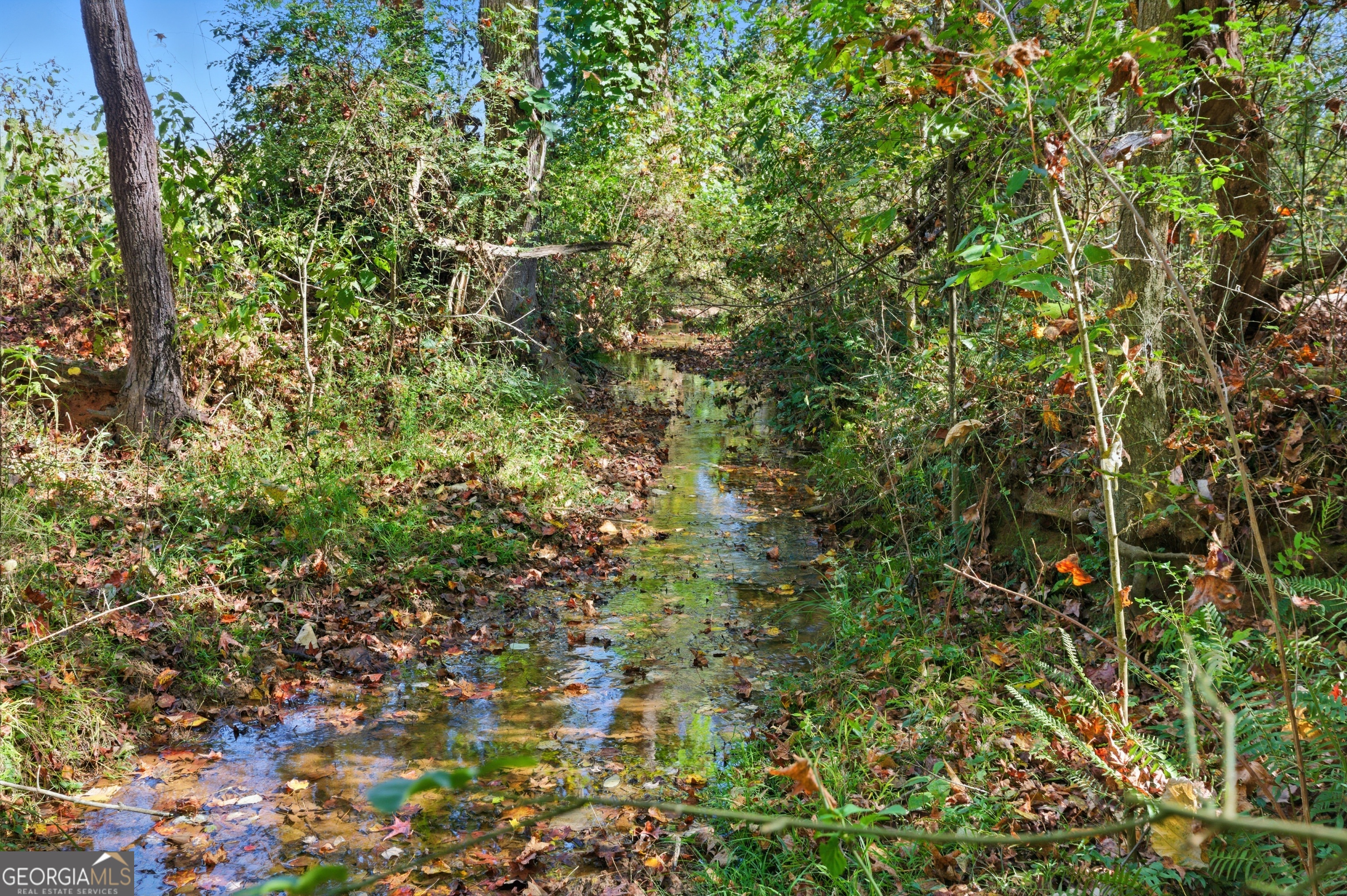 964 Gooseneck Road Toccoa, GA 30577 - Photo 22 of 31 a view of a plant with a tree