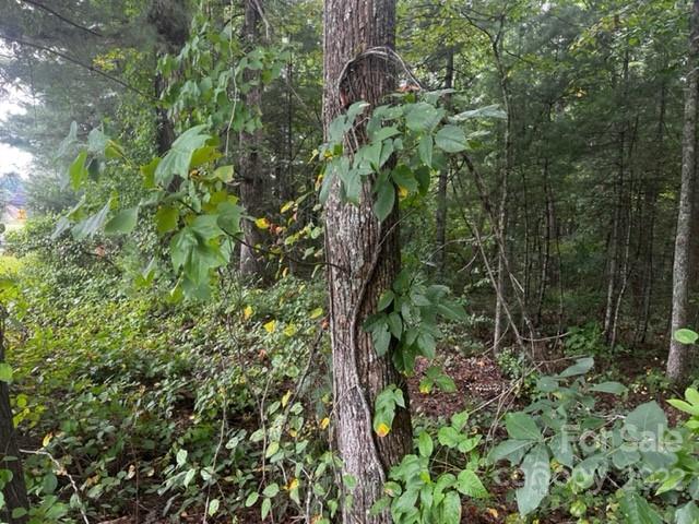 1963 North Ridge Road, Unit 9&10 Hendersonville, NC 28792 - Photo 3 of 19 a plant view in yard