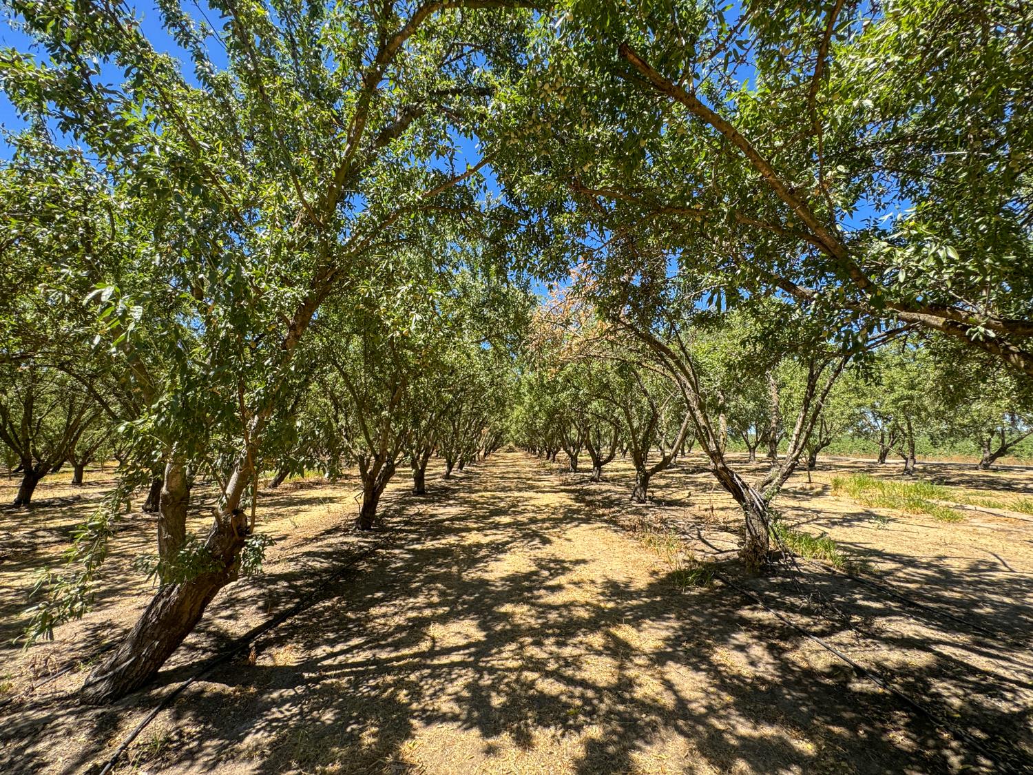 19312 South Wagner Avenue Ripon, CA 95366 - Photo 8 of 11 Gallery Image 8