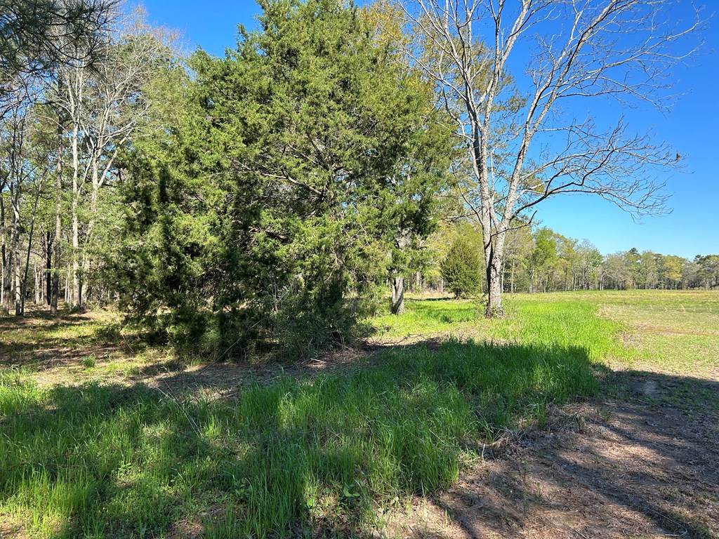 16.14-ac Lees Bridge Road Midland City, AL 36350 - Photo 18 of 28