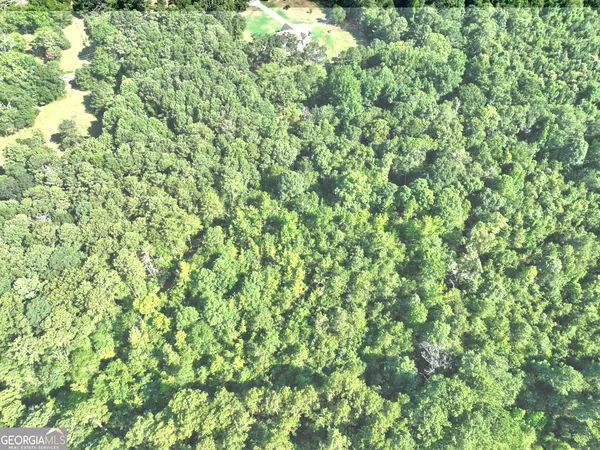 a view of a lush green forest