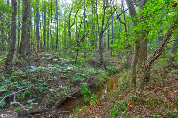 a view of a lush green forest