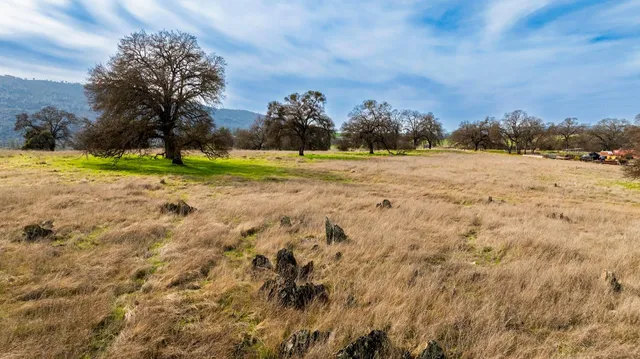 a view of dirt yard with large trees