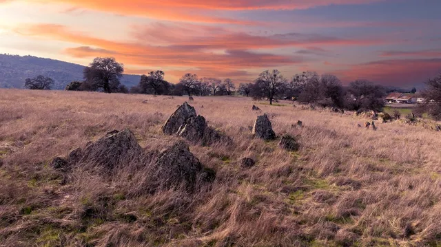 a view of a dry yard with lots of trees