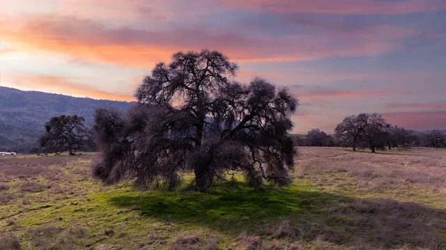 a view of dirt field with trees around