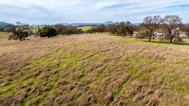 a view of a yard with a tree