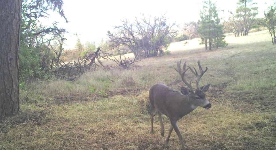 0 East Antelope Road, Unit 300 301 Eagle Point, OR 97524 - Photo 4 of 11 Deer in meadow