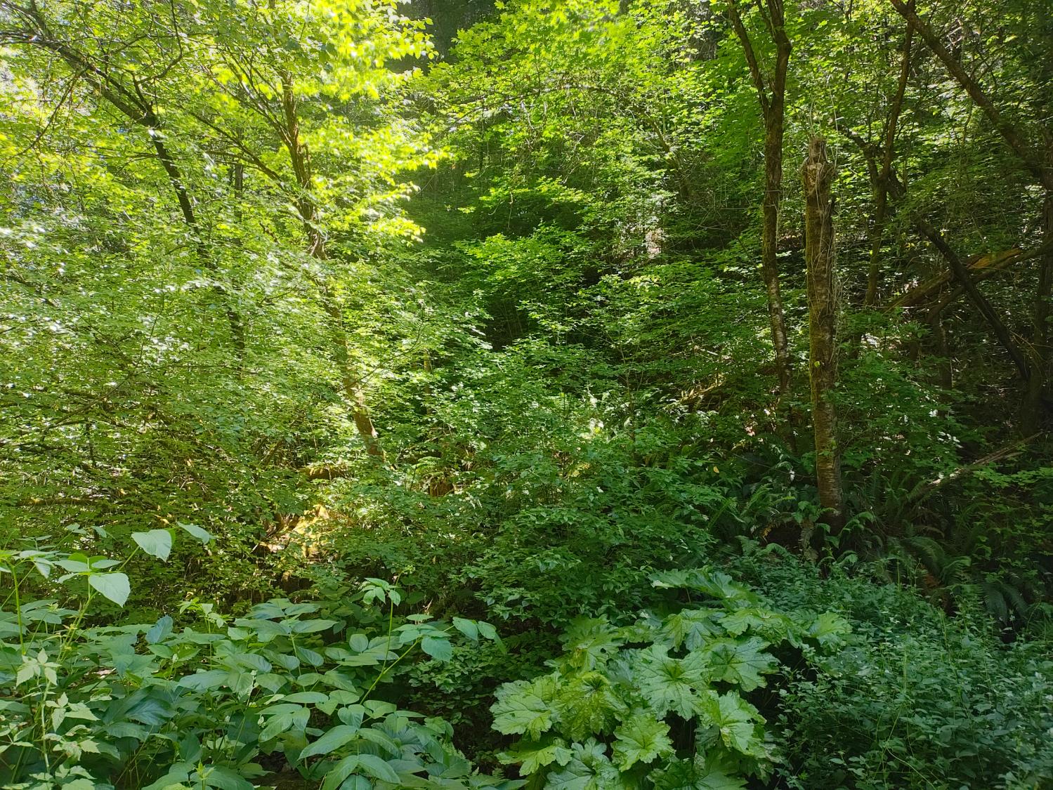 18290 Backwoods Road Nevada City, CA 95959 - Photo 6 of 24