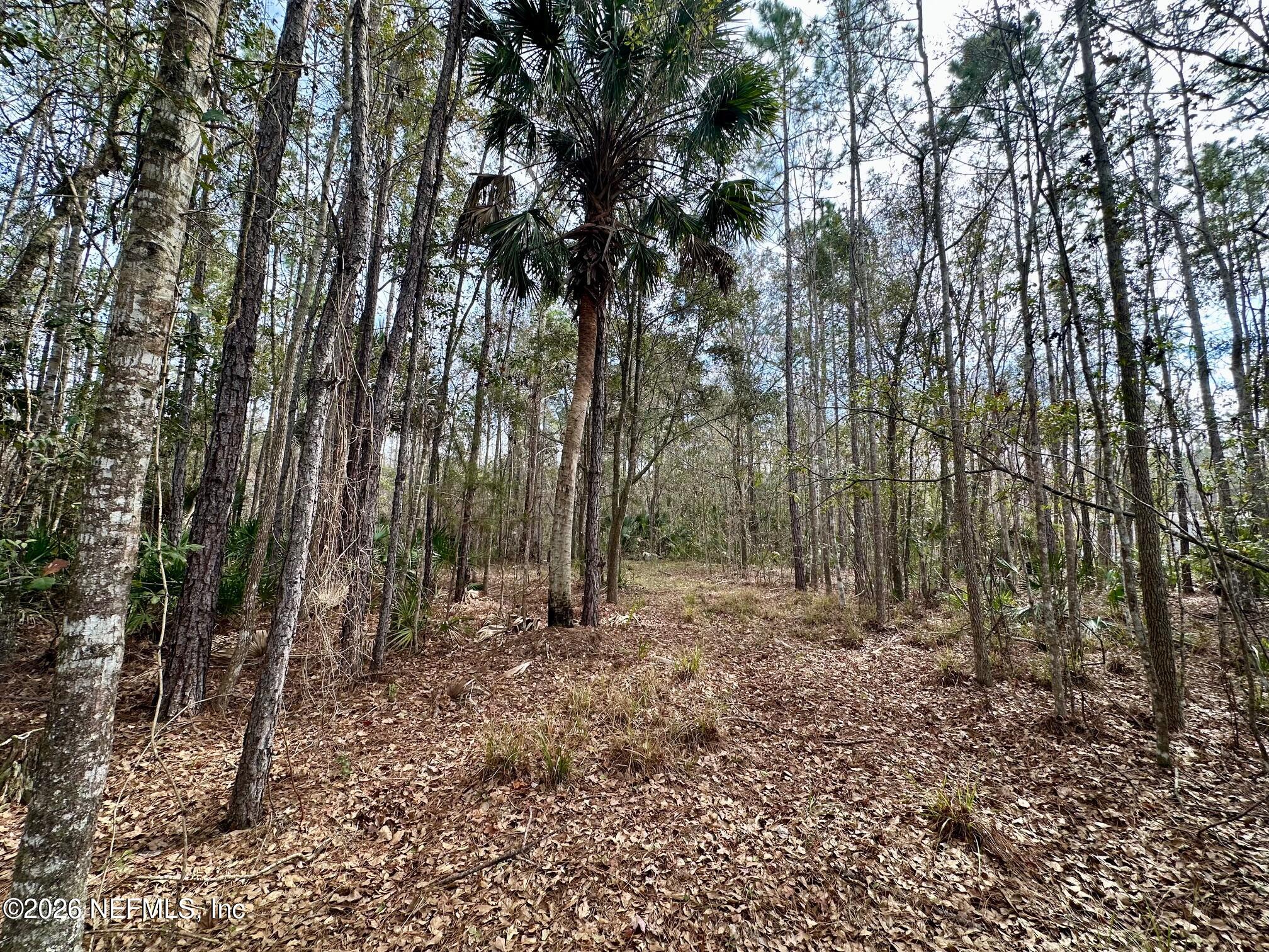 304 Lakeshore Drive Georgetown, FL 32139 - Photo 4 of 14 a view of a forest with trees