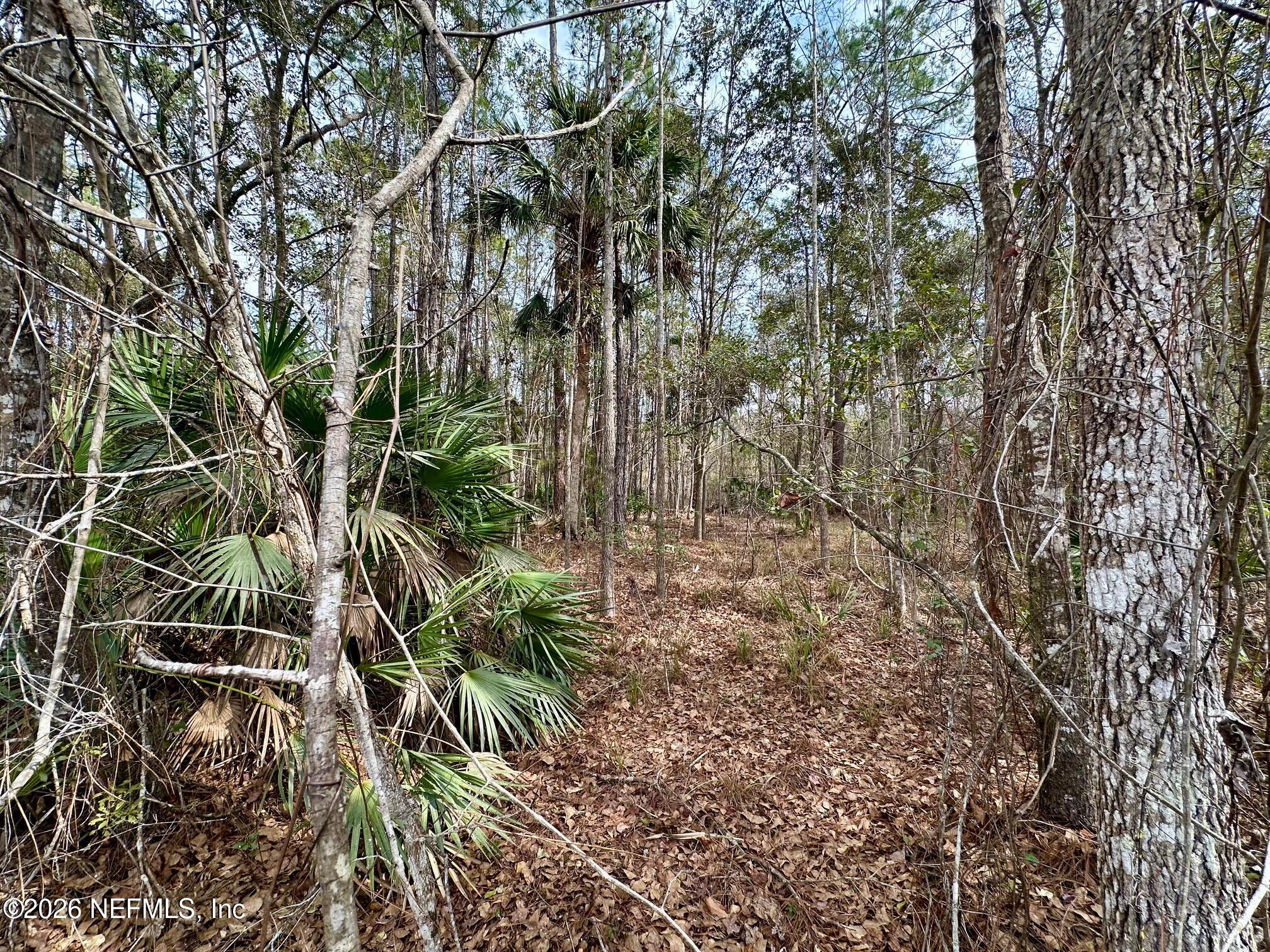 304 Lakeshore Drive Georgetown, FL 32139 - Photo 5 of 14