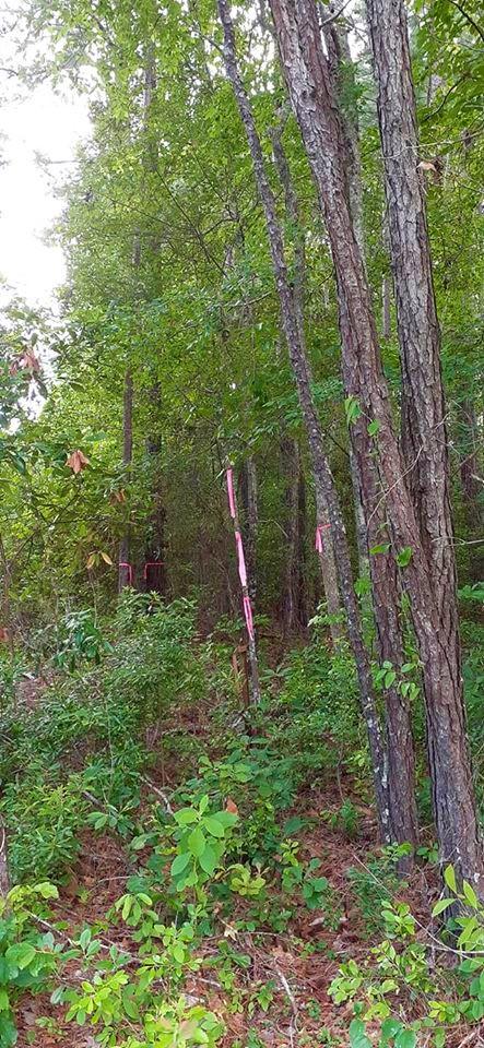 0 Sc-6 Pinopolis, SC 29469 - Photo 1 of 6 99138963_3176069245765970_38400540924035