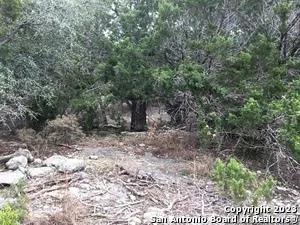 a view of a yard with plants and trees