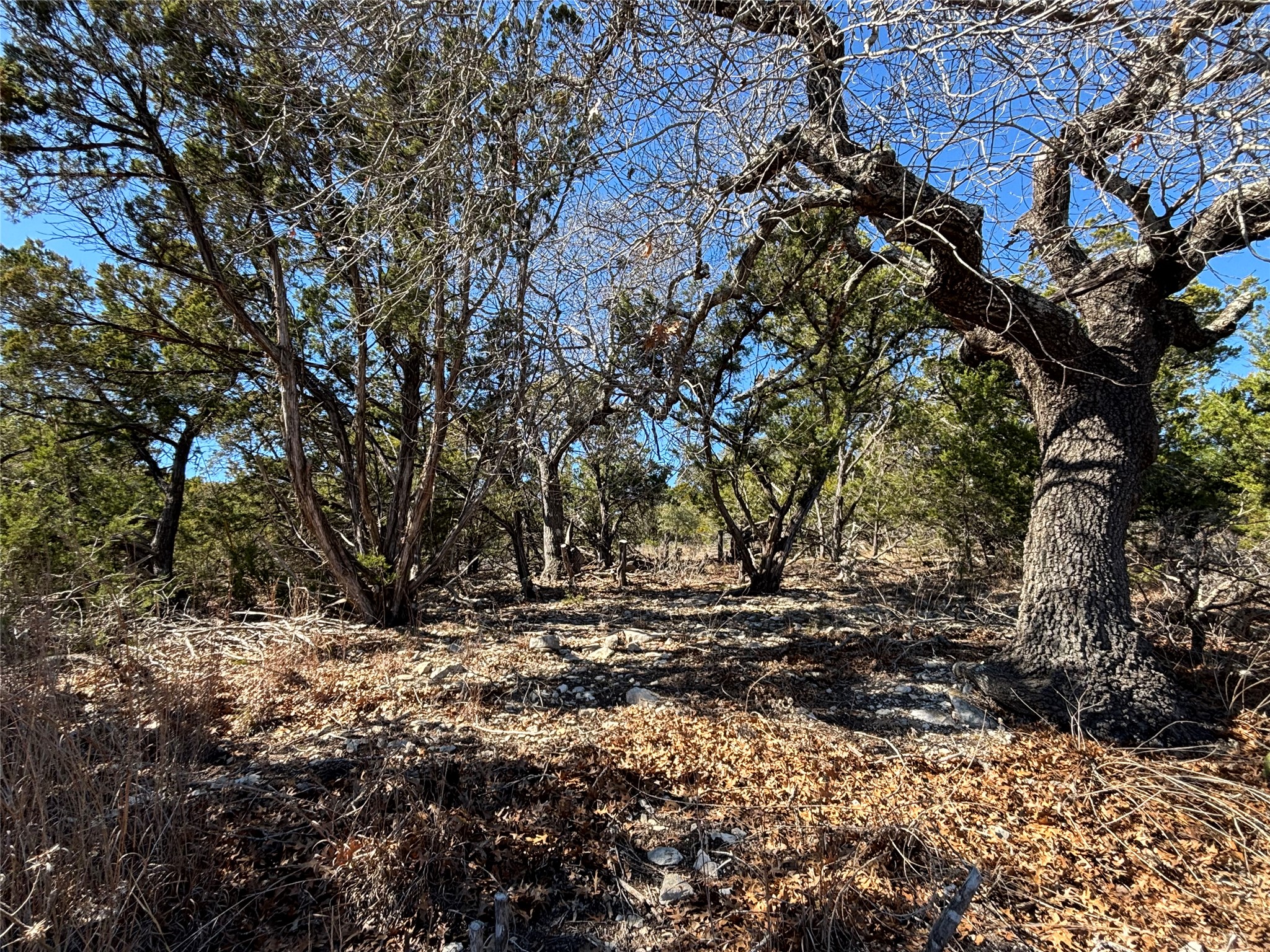a view of tree