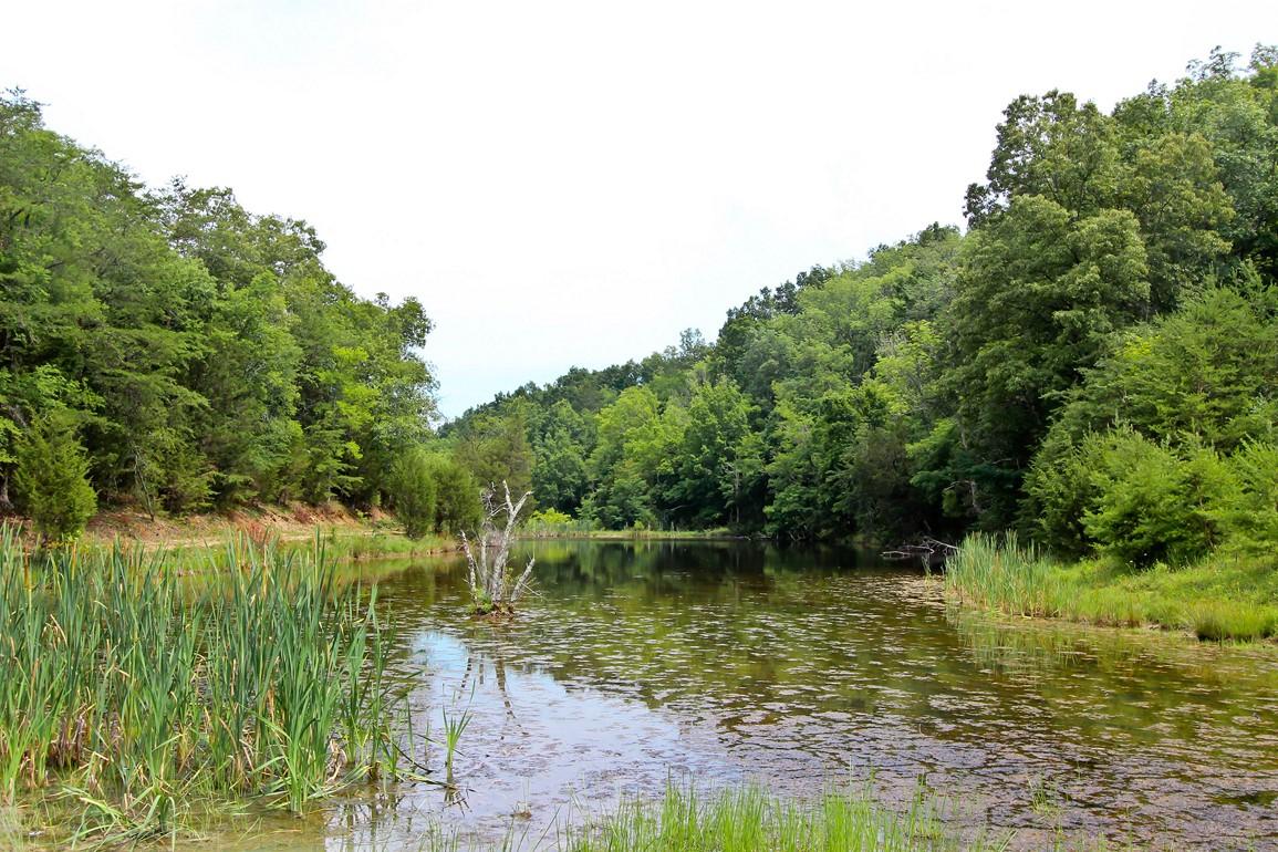 31-acres Lonesome Pine Road Bybee, TN 37713 - Photo 17 of 24 IMG_4791