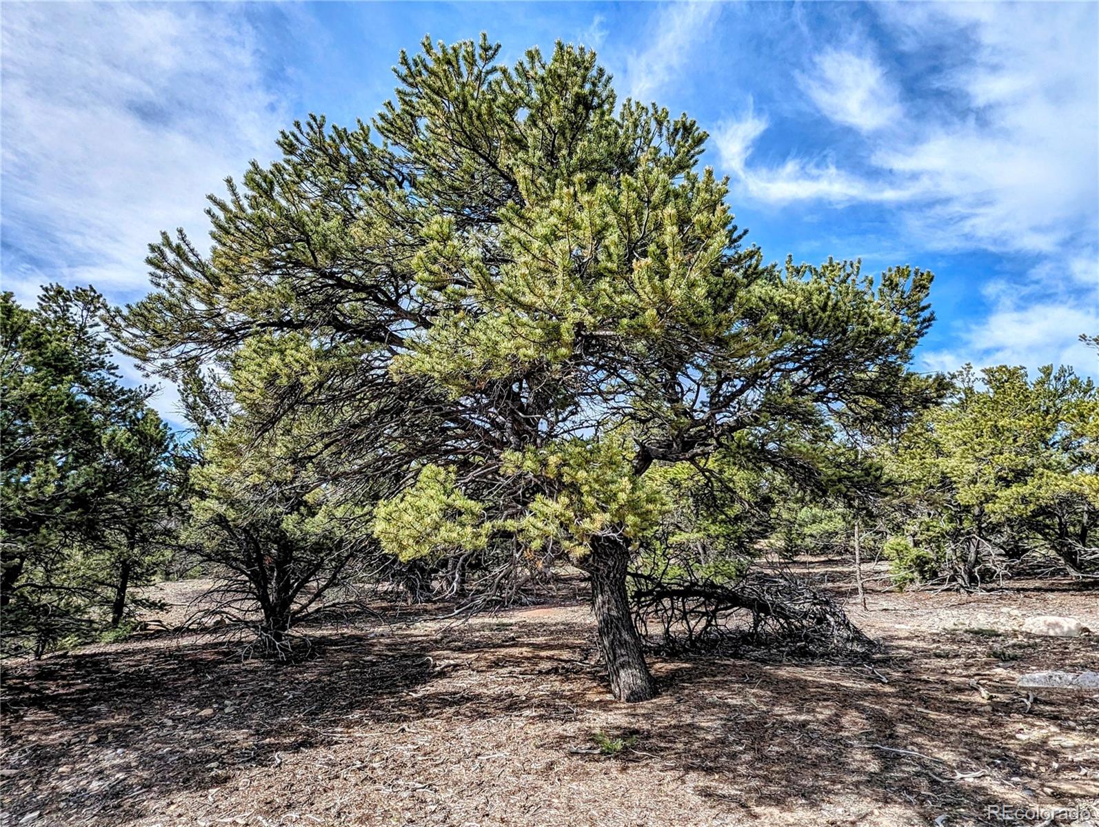 6003 Archery Circle Salida, CO 81201 - Photo 25 of 29