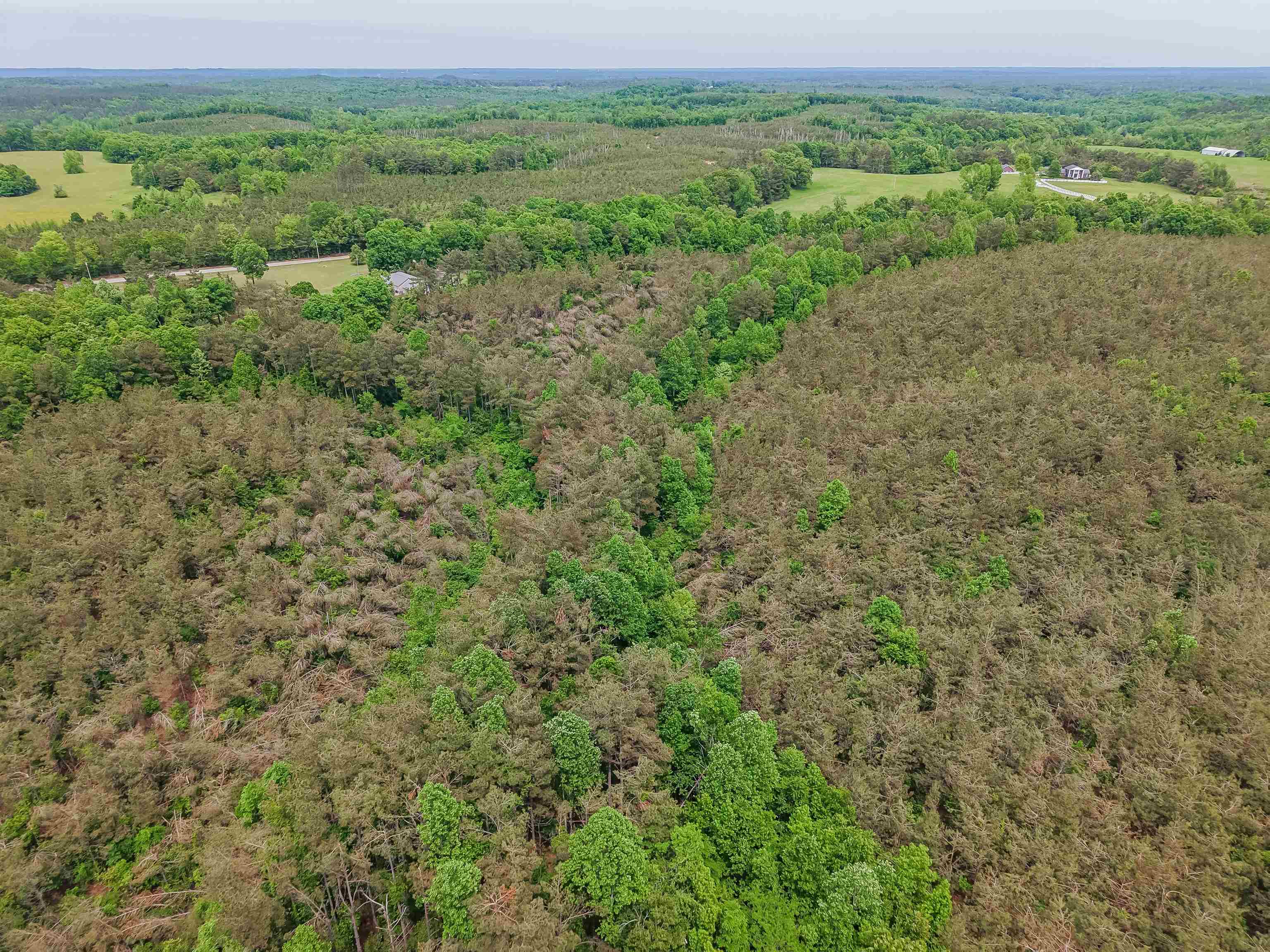Race Path Road Stantonville, TN 38379 - Photo 20 of 31 a view of a green field with lots of bushes