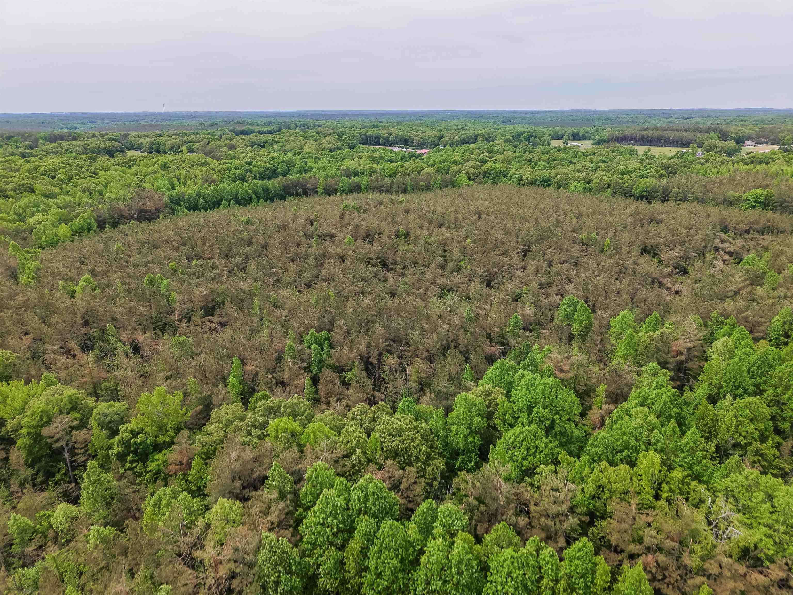 Race Path Road Stantonville, TN 38379 - Photo 24 of 31 a view of a field with trees