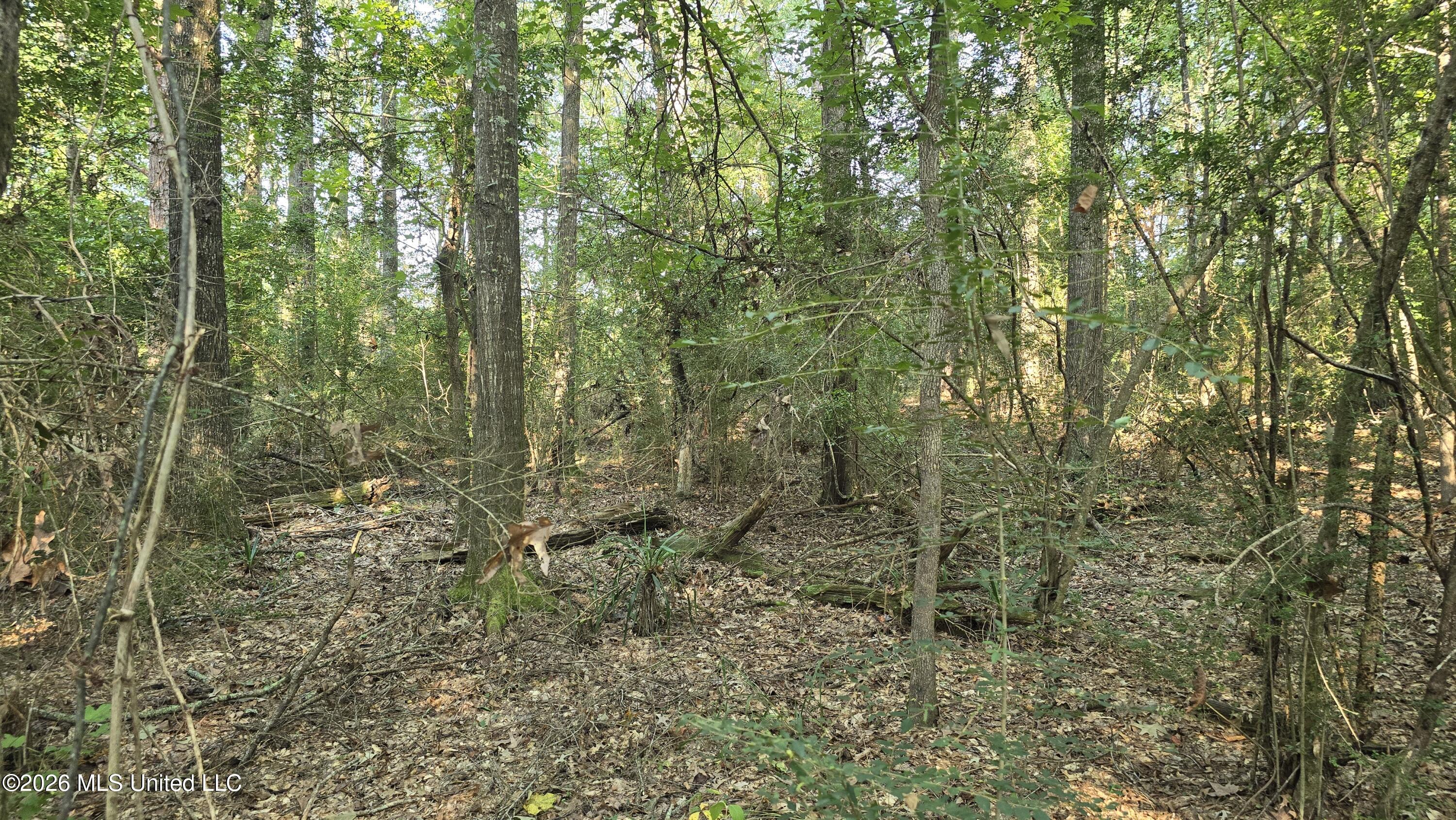 Carolina Street Roxie, MS 39661 - Photo 3 of 10 20250917_092211