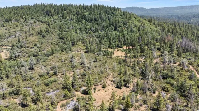 a view of a big yard with a large tree and a yard