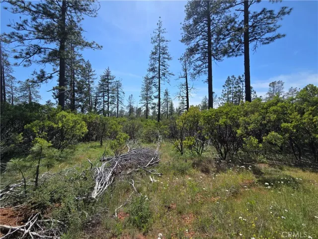 a view of a yard with palm trees