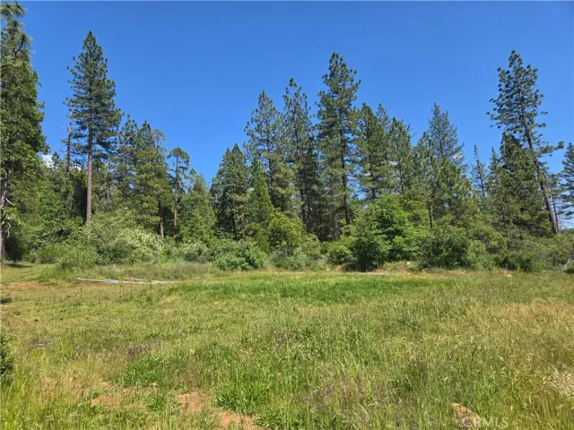 a view of a lush green space