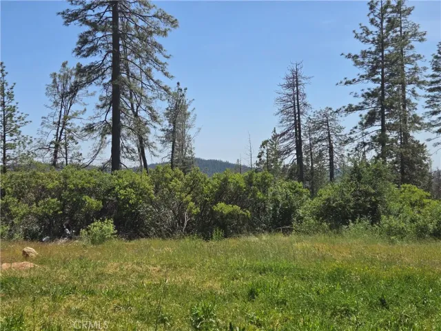 a view of a big yard with large trees